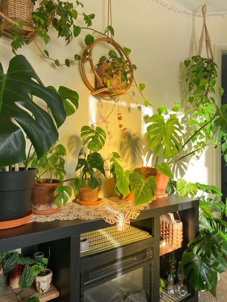 Plants